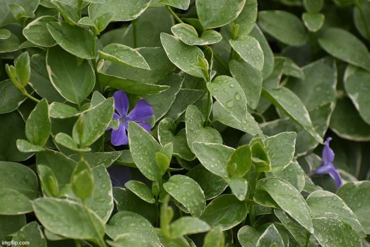 some plants around my house | made w/ Imgflip meme maker