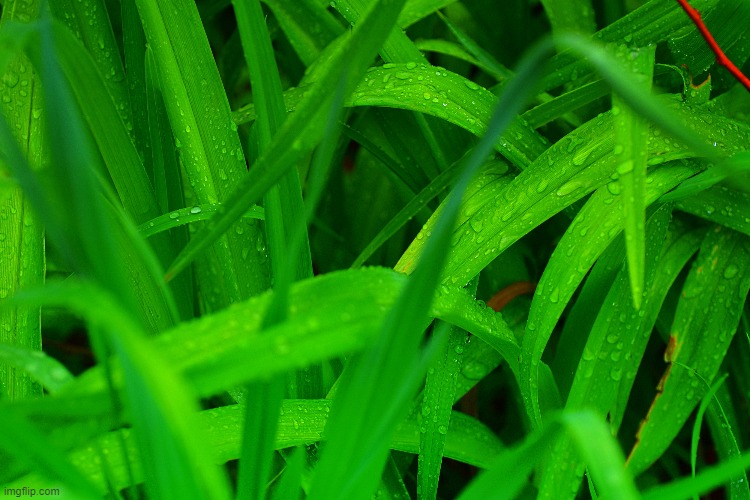 rain on my plants | made w/ Imgflip meme maker