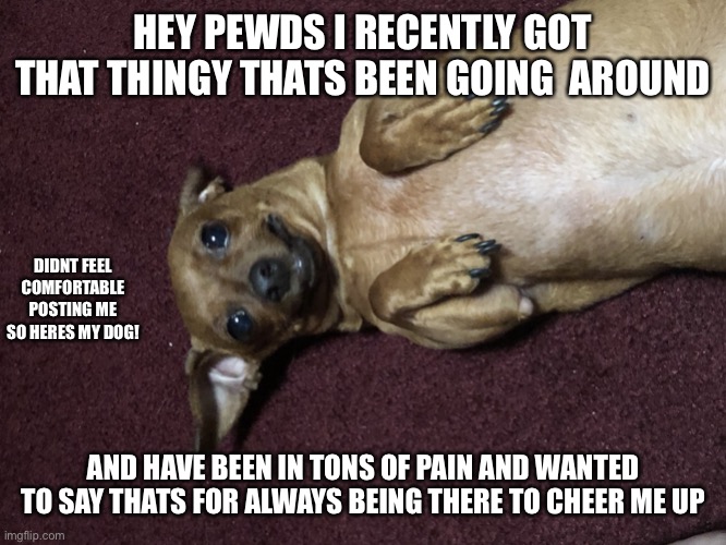 Im Begging | HEY PEWDS I RECENTLY GOT THAT THINGY THATS BEEN GOING  AROUND; DIDNT FEEL COMFORTABLE POSTING ME SO HERES MY DOG! AND HAVE BEEN IN TONS OF PAIN AND WANTED TO SAY THATS FOR ALWAYS BEING THERE TO CHEER ME UP | image tagged in im begging | made w/ Imgflip meme maker