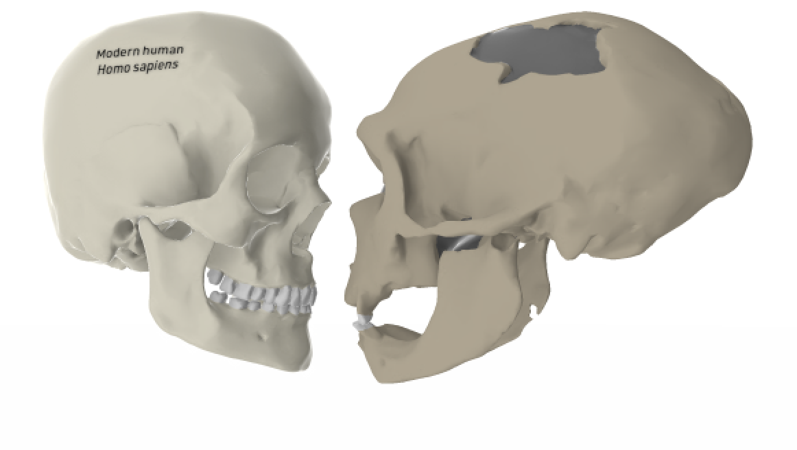 Skulls smiling at each other Blank Meme Template