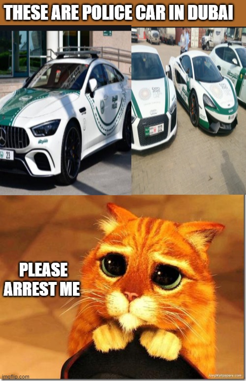 Puss in Boots | THESE ARE POLICE CAR IN DUBAI; PLEASE ARREST ME | image tagged in puss in boots | made w/ Imgflip meme maker
