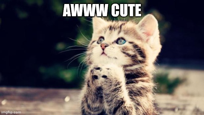 Cute kitten | AWWW CUTE | image tagged in cute kitten | made w/ Imgflip meme maker