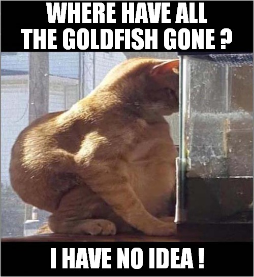 Suspiciously Fat Cat ? | WHERE HAVE ALL THE GOLDFISH GONE ? I HAVE NO IDEA ! | image tagged in cats,fat cat,goldfish | made w/ Imgflip meme maker