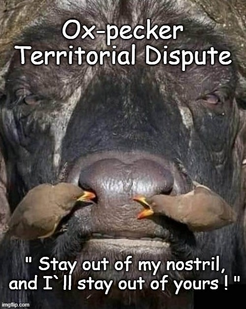 Ox-pecker territorial dispute ! | image tagged in nostradamus | made w/ Imgflip meme maker