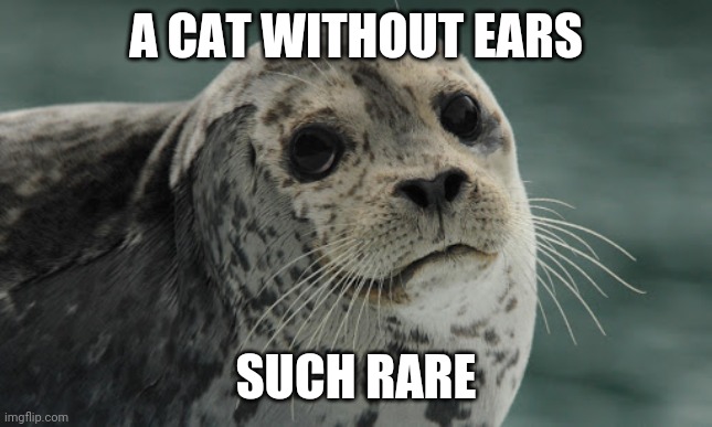 A CAT WITHOUT EARS; SUCH RARE | made w/ Imgflip meme maker