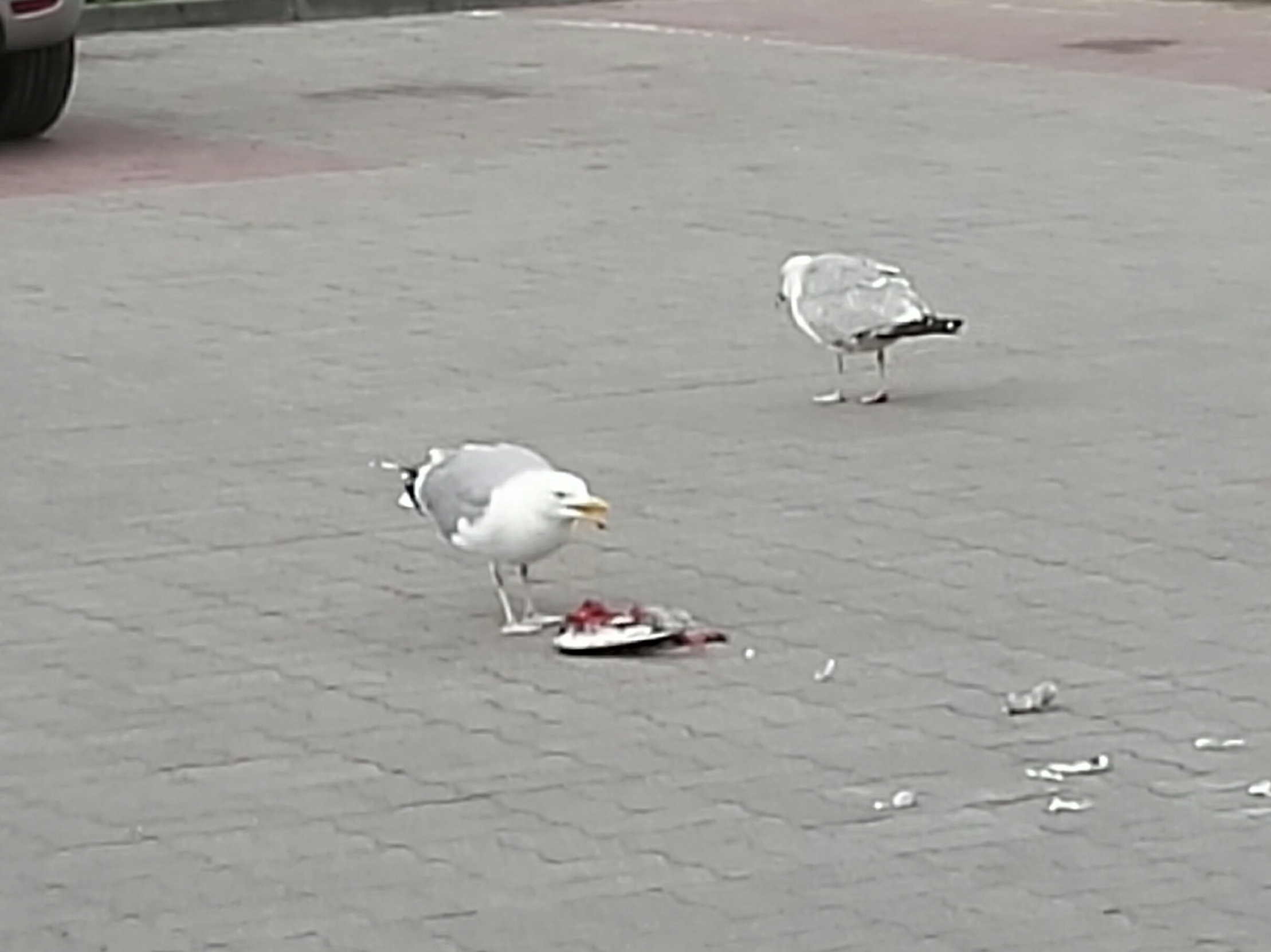 Disgusted Seagull Blank Meme Template