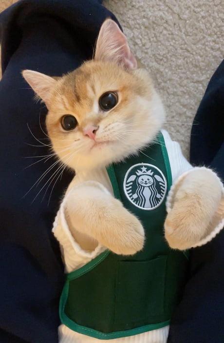 Kitty Barista Blank Meme Template