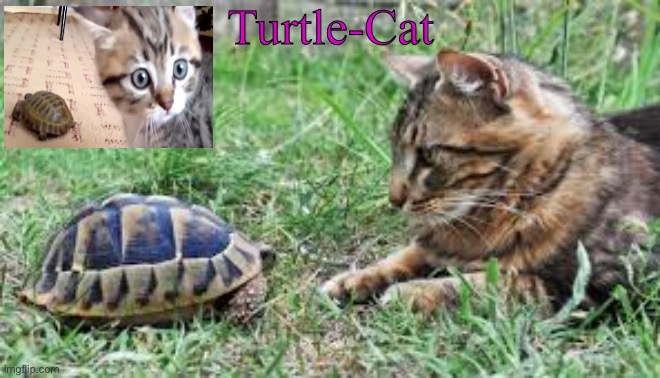 Turtle-Cat announcement template (made by Akifhaziq) Blank Meme Template