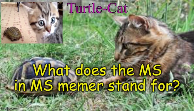 I'm just curious | What does the MS in MS memer stand for? | image tagged in turtle-cat announcement template made by akifhaziq | made w/ Imgflip meme maker