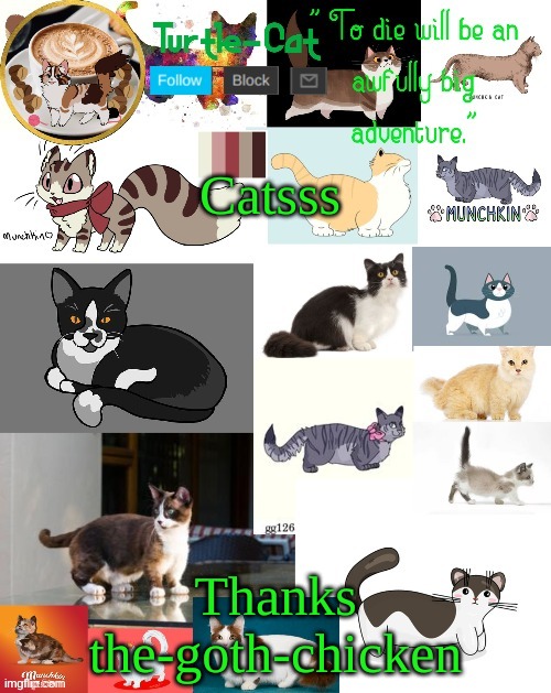 Munchkin cats are the best | Catsss; Thanks the-goth-chicken | image tagged in turtle cat announcement | made w/ Imgflip meme maker