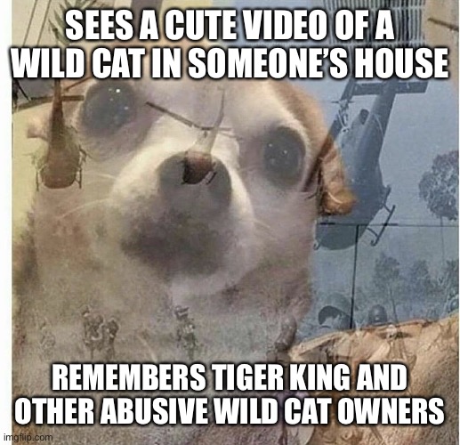 PTSD Chihuahua | SEES A CUTE VIDEO OF A WILD CAT IN SOMEONE’S HOUSE; REMEMBERS TIGER KING AND OTHER ABUSIVE WILD CAT OWNERS | image tagged in ptsd chihuahua | made w/ Imgflip meme maker