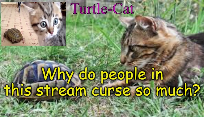 :p | Why do people in this stream curse so much? | image tagged in turtle-cat announcement template made by akifhaziq | made w/ Imgflip meme maker