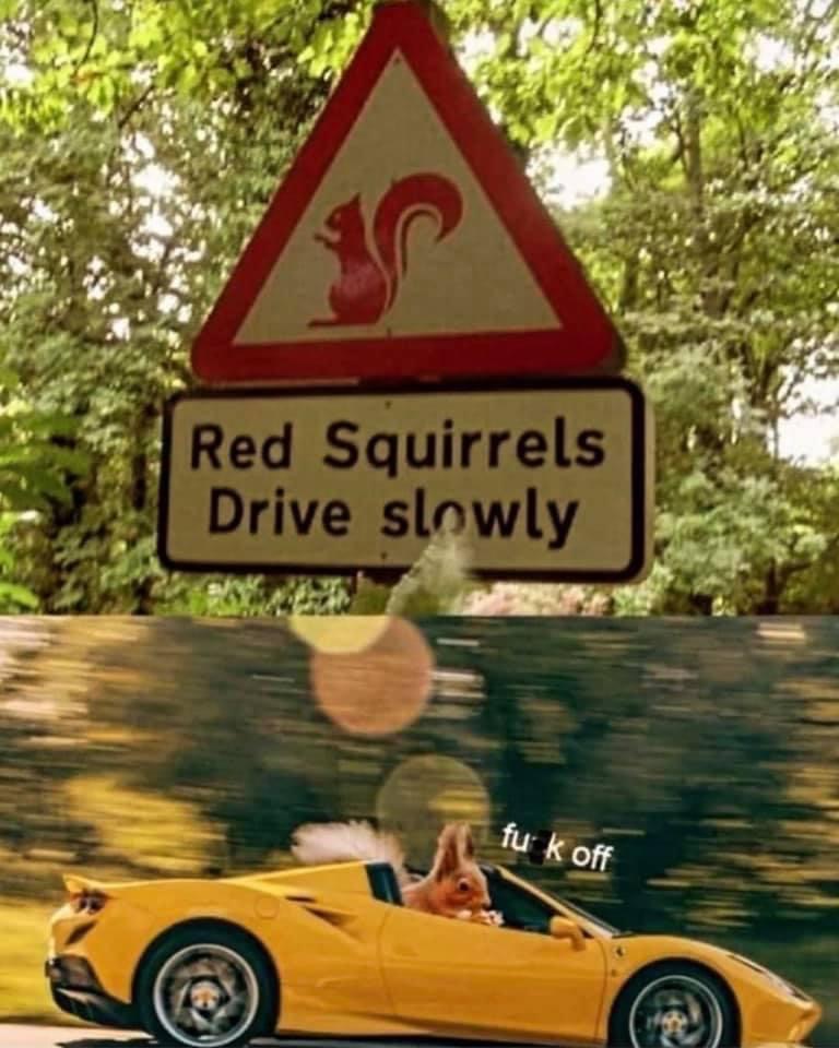 Red squirrels drive slowly Blank Meme Template