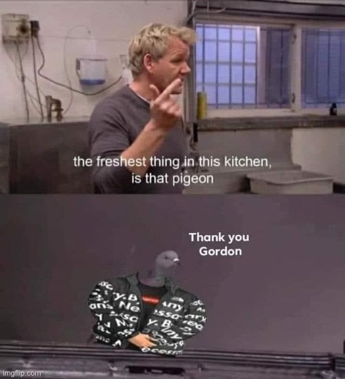 that was unusually nice of gordon | image tagged in fresh pigeon,repost,pigeon,pigeons,chef gordon ramsay,angry chef gordon ramsay | made w/ Imgflip meme maker