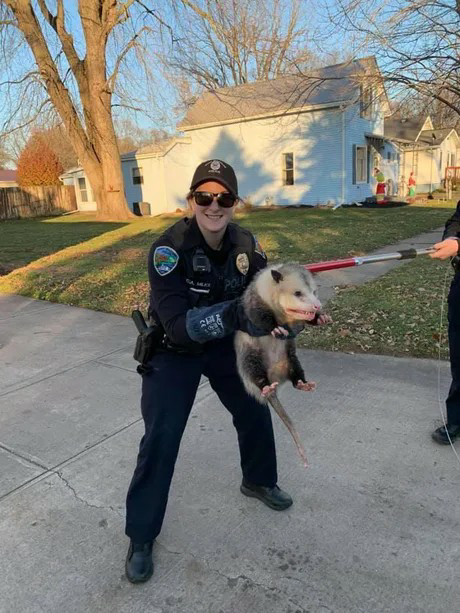 High Quality Possum animal control officer with 40 lb opposum Blank Meme Template
