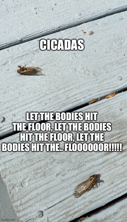 Cicadas - Let the bodies hit the floor | CICADAS; LET THE BODIES HIT THE FLOOR, LET THE BODIES HIT THE FLOOR, LET THE BODIES HIT THE.. FLOOOOOOR!!!!! | image tagged in funny,bugs | made w/ Imgflip meme maker