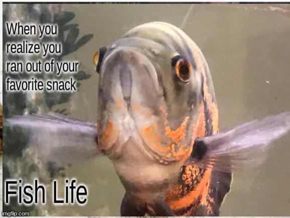 fish | image tagged in fish | made w/ Imgflip meme maker