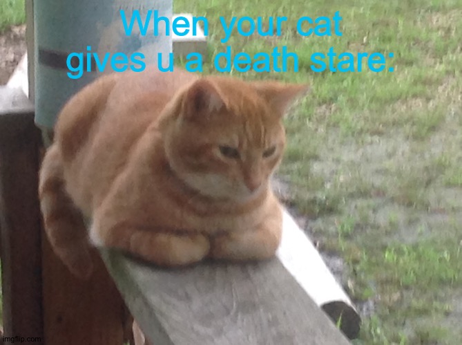 Btw this is my cat | When your cat gives u a death stare: | image tagged in death stare cat | made w/ Imgflip meme maker