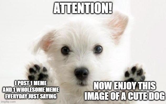 cute dog | ATTENTION! I POST 1 MEME AND 1 WHOLESOME MEME EVERYDAY JUST SAYING; NOW ENJOY THIS IMAGE OF A CUTE DOG | image tagged in cute dog | made w/ Imgflip meme maker