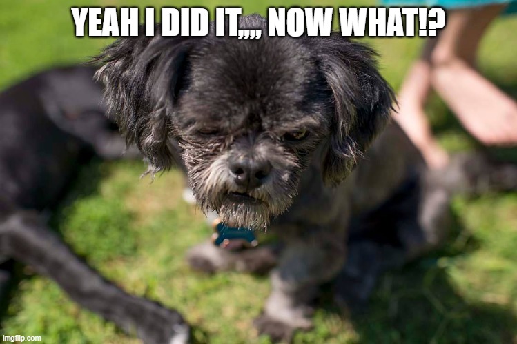 Dog Sad | YEAH I DID IT,,,, NOW WHAT!? | image tagged in dog sad | made w/ Imgflip meme maker