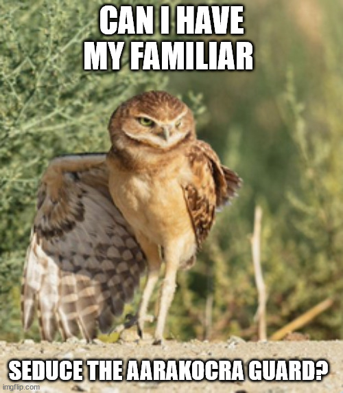 seductive owl | CAN I HAVE MY FAMILIAR; SEDUCE THE AARAKOCRA GUARD? | image tagged in owl | made w/ Imgflip meme maker