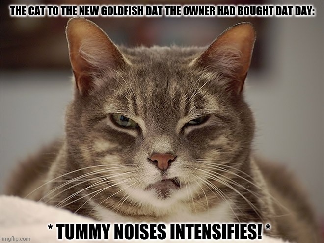 Angry Cat | THE CAT TO THE NEW GOLDFISH DAT THE OWNER HAD BOUGHT DAT DAY:; * TUMMY NOISES INTENSIFIES! * | image tagged in memes,angry cat,staring contest | made w/ Imgflip meme maker