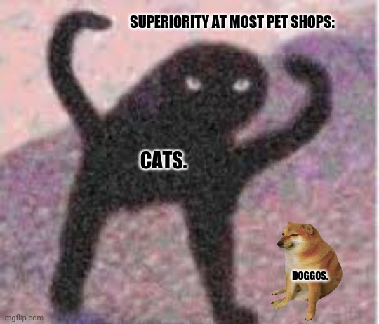 Inner Angery | SUPERIORITY AT MOST PET SHOPS:; CATS. DOGGOS. | image tagged in memes,skinner out of touch,lolcats | made w/ Imgflip meme maker