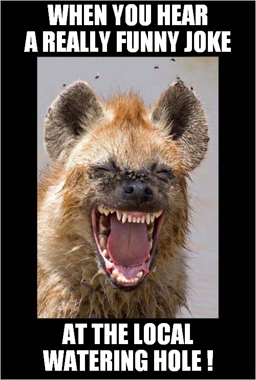 A Happy Hyena ! | WHEN YOU HEAR A REALLY FUNNY JOKE; AT THE LOCAL WATERING HOLE ! | image tagged in hyena,joke | made w/ Imgflip meme maker