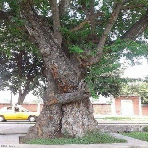 Tree hugger | image tagged in trees,hugs,beautiful nature | made w/ Imgflip meme maker