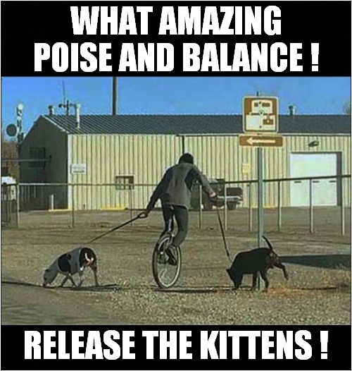 Over Confidant Unicyclist ? | WHAT AMAZING POISE AND BALANCE ! RELEASE THE KITTENS ! | image tagged in unicycle,dogs,doomed | made w/ Imgflip meme maker