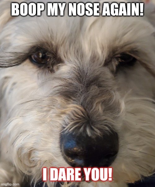 Boop | BOOP MY NOSE AGAIN! I DARE YOU! | image tagged in boopable nose | made w/ Imgflip meme maker