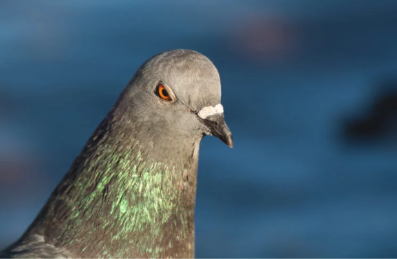 High Quality Angry pigeon Blank Meme Template