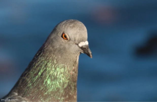 My custom template: Angry pigeon | image tagged in angry pigeon | made w/ Imgflip meme maker