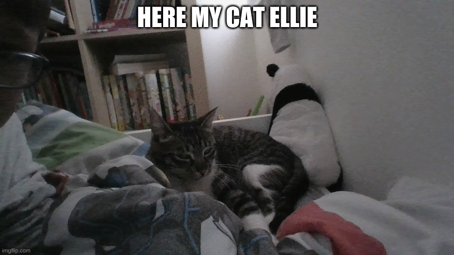 HERE MY CAT ELLIE | image tagged in cats | made w/ Imgflip meme maker