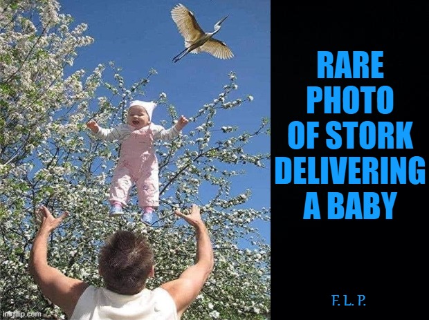 Rare Photo Of Stork Delivering A Baby | RARE PHOTO OF STORK DELIVERING A BABY; F. L. P. | image tagged in rare photo of stork delivering a baby,stork delivers,baby memes | made w/ Imgflip meme maker