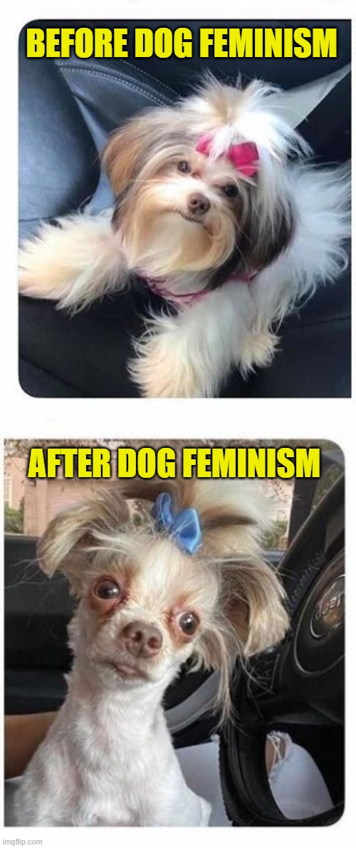 The parallel is real! Dog Feminism is cancer! | BEFORE DOG FEMINISM; AFTER DOG FEMINISM | image tagged in feminism,political meme,memes,dogs | made w/ Imgflip meme maker