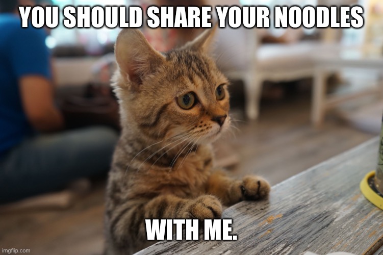 Kitten at counter Cat Cafe Bangkok Thailand | YOU SHOULD SHARE YOUR NOODLES; WITH ME. | image tagged in kitten at counter cat cafe bangkok thailand | made w/ Imgflip meme maker