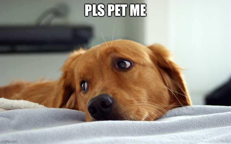 1 dog emoji commented=1 pet for this dog |  PLS PET ME | image tagged in sad golden retriever dog,dogs,cute dog,golden retriever,cute,petting | made w/ Imgflip meme maker
