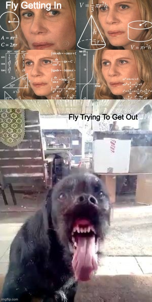 Flies... | Fly Getting In; Fly Trying To Get Out | image tagged in calculating meme,window licker | made w/ Imgflip meme maker