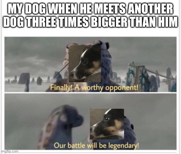 Finally! A worthy opponent! | MY DOG WHEN HE MEETS ANOTHER DOG THREE TIMES BIGGER THAN HIM | image tagged in finally a worthy opponent | made w/ Imgflip meme maker