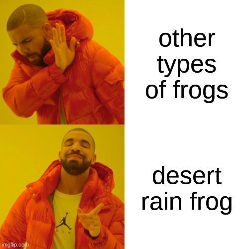 boi | other types of frogs; desert rain frog | image tagged in memes,drake hotline bling | made w/ Imgflip meme maker