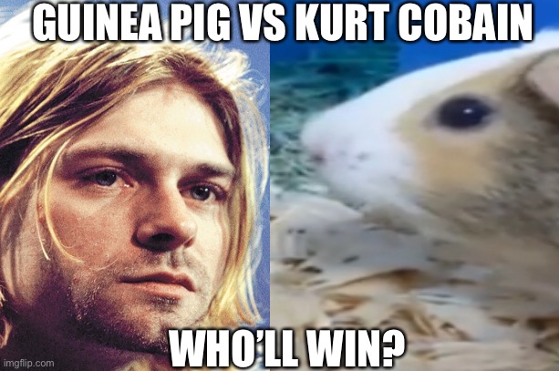 Kurt Cobain vs Guinea pig | GUINEA PIG VS KURT COBAIN; WHO’LL WIN? | image tagged in memes | made w/ Imgflip meme maker