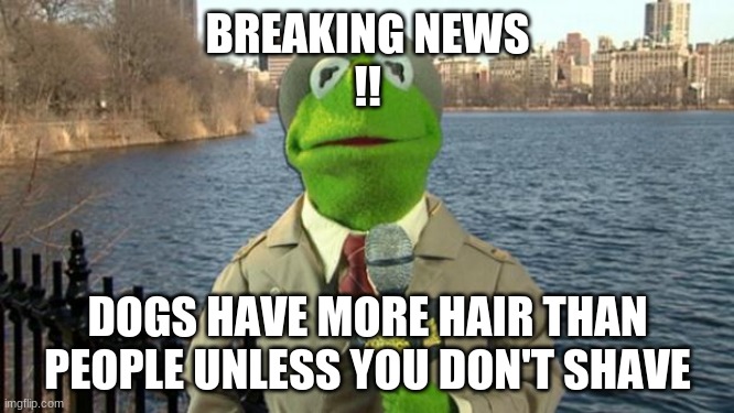 Kermit News Report | BREAKING NEWS
!! DOGS HAVE MORE HAIR THAN PEOPLE UNLESS YOU DON'T SHAVE | image tagged in kermit news report | made w/ Imgflip meme maker