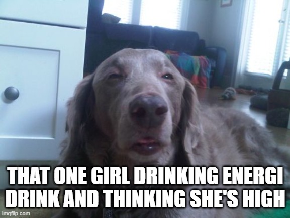 High Dog Meme |  THAT ONE GIRL DRINKING ENERGI DRINK AND THINKING SHE'S HIGH | image tagged in memes,high dog | made w/ Imgflip meme maker