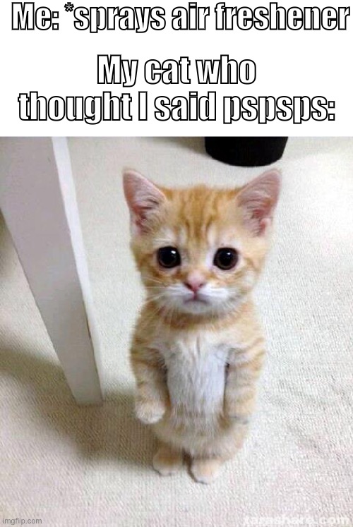 Cute Cat Meme | Me: *sprays air freshener; My cat who thought I said pspsps: | image tagged in memes,cute cat,cats | made w/ Imgflip meme maker