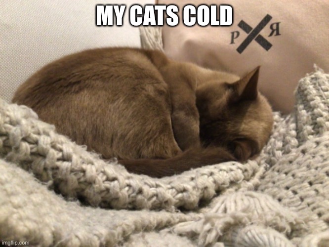 Boi | MY CATS COLD | image tagged in memes | made w/ Imgflip meme maker