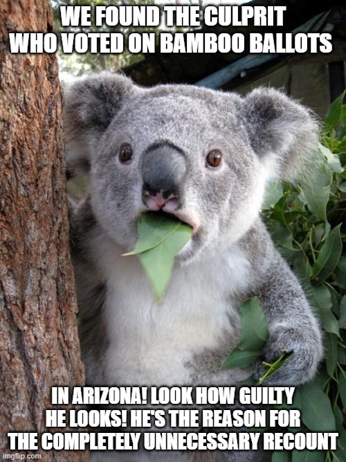 Surprised Koala | WE FOUND THE CULPRIT WHO VOTED ON BAMBOO BALLOTS; IN ARIZONA! LOOK HOW GUILTY HE LOOKS! HE'S THE REASON FOR THE COMPLETELY UNNECESSARY RECOUNT | image tagged in memes,surprised koala | made w/ Imgflip meme maker