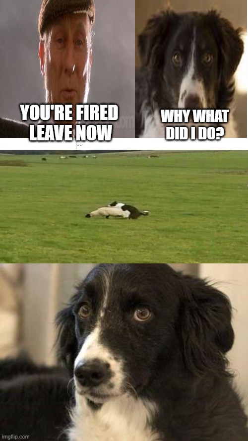 Guilty sheep dog | WHY WHAT DID I DO? YOU'RE FIRED
 LEAVE NOW | image tagged in memes,blank transparent square | made w/ Imgflip meme maker