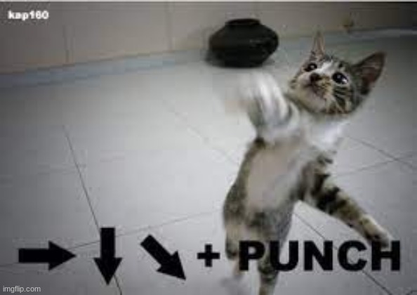 image tagged in cats,punch | made w/ Imgflip meme maker
