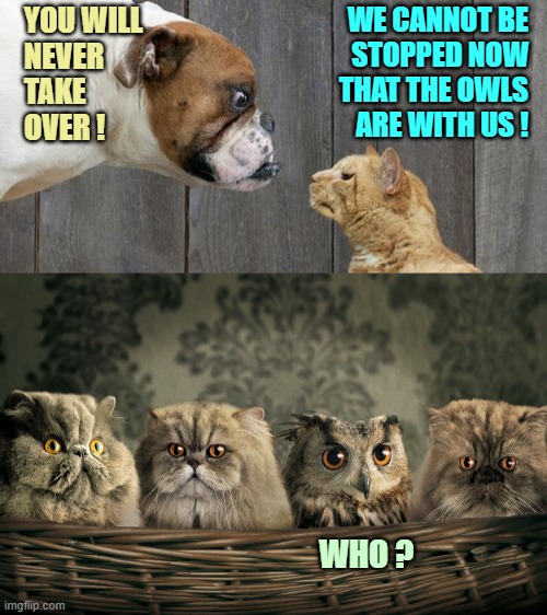 Air support | WE CANNOT BE
STOPPED NOW
THAT THE OWLS
ARE WITH US ! YOU WILL
NEVER
TAKE
OVER ! WHO ? | image tagged in dog vs cat,cats with owl,unstoppable,cats,owl,dog | made w/ Imgflip meme maker